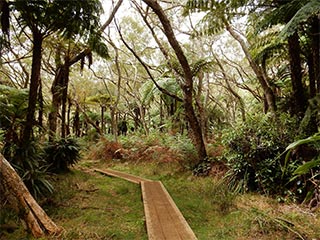 Forêt primaire de Bélouve