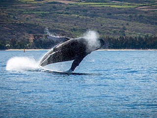 Observation des baleines et dauphins